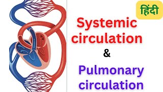 Systemic circulation  pulmonary circulation cardio vascular system  RegisteredNurseRN [upl. by Pressman638]