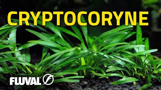 Species Spotlight  Cryptocoryne [upl. by Delora]