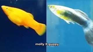 Cross breeding in livebearers  cross breeding guppies and mollies swordtails and platys hybrid [upl. by Aicener]