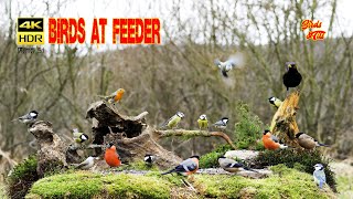 Birds at natural feeder  4K HDR  CATs tv [upl. by Idisahc]