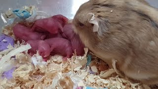 Amazing Hamster Giving Birth Frist Time At Home  JiJu [upl. by Schargel]