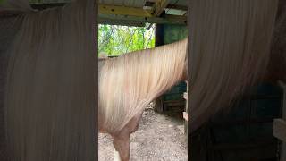 ✨tinsel✨ tinsel fypシ゚viral foryou pretty horsegirlthings [upl. by Etnomal]