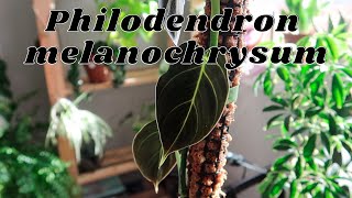 All About My Philodendron melanochrysum  How I Care For It [upl. by Adora877]