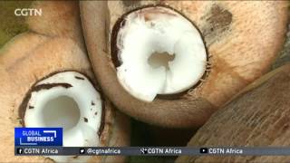 Nigerian processors push for more govt support as coconut demand grows [upl. by Marjorie943]