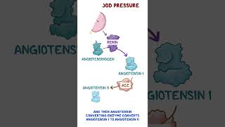 Reninangiotensinaldosterone system [upl. by Norbie236]