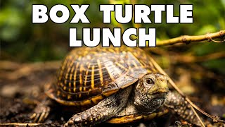 Ornate Box Turtles  Animal Feeding [upl. by Auhsuj]