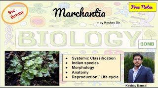 Marchantia  Morphology  Anatomy and Life cycle  Bsc  Free PDF notes  by Viologia EXtrema [upl. by Jewelle]