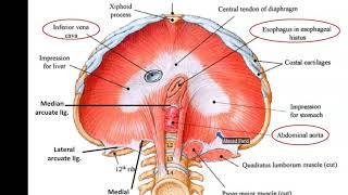 Diaphragm and Mechanism of Respiration  Dr Ahmed Farid [upl. by Bogoch792]