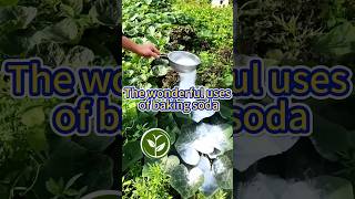 The wonderful uses of baking soda shortvideo garden howto youtubeshorts viralvideo video [upl. by Natika]