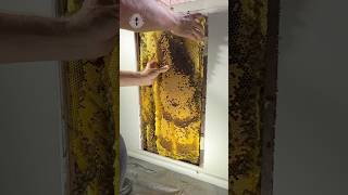 Slabs of GOLD Mining the hive beehive beeremoval savethebees [upl. by Monetta873]