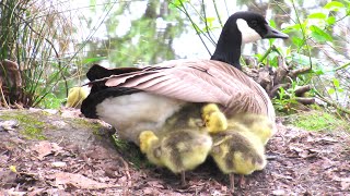 Goslings Fight For Position Under Mothers Wing [upl. by Sissel]