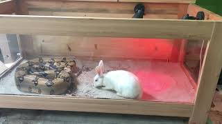 Boa Constrictor attack rabbit feeding live feeding [upl. by Arahsal]