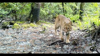 September Trail Cam Videos [upl. by Rolyab]