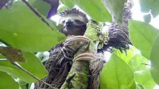 Dramatic Three Toed Sloth Rescue in Costa Rica [upl. by Cates801]