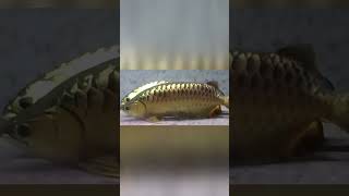 How Does Arowana Fish Protect Its Babies [upl. by Noryv329]