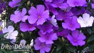 Tibouchina mutabilis Melastomataceae Manacádaserra [upl. by Salema270]