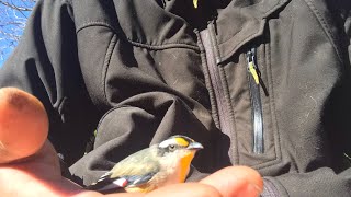 Visit from a delirious striated pardalote [upl. by Fontana]