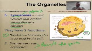 Chapter 7 Part 6 Golgi Lysosomes amp Vacuoles [upl. by Morton]