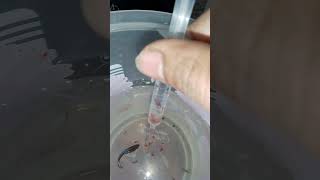 bloodworm betta live food tamil [upl. by Lachlan]