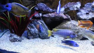 Malawi Cichlid Aquarium [upl. by Annyl336]