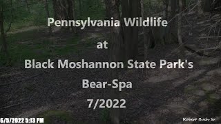 Pennsylvania Wildlife at Black Moshannon State Parks the Bear Spa 72022 [upl. by Shuma]