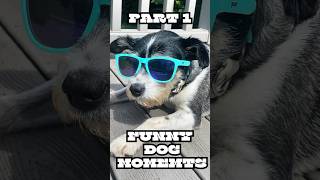 The Funniest Dogs 🤣🐶dogs pets funnyanimals [upl. by Sisson518]