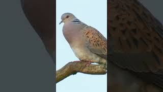 Song of the Turtle Dove birds nature birdphotography [upl. by Animaj]