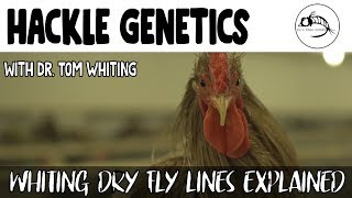 Dry Fly Hackle Genetic Lines EXPLAINED [upl. by Iru]