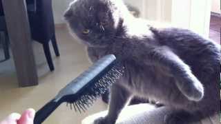 VERY ANGRY Cat attacks hairbrush [upl. by Otrebireh]