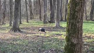 Tennessee Turkey hunting [upl. by Nawak]