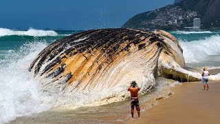 7 Most Giant Sea Creatures Youve Ever Seen [upl. by Calisa]