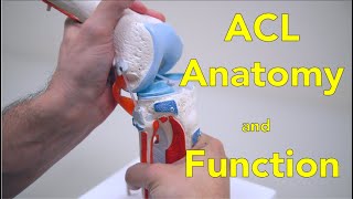 Anterior Cruciate Ligament ACL  Anatomy and Function [upl. by Broek68]