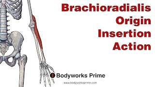 Brachioradialis Anatomy Origin Insertion amp Action [upl. by Maguire]