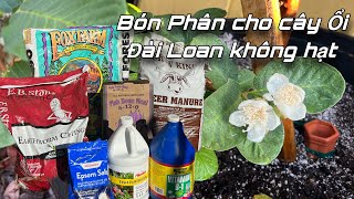 Cách Kyle bón phân cho cây ổi Đài Loan không hạt Có thể áp dụng để bón các cây ăn trái khác K014 [upl. by Bartley]