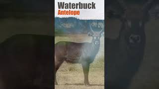 अफ्रीका के सबसे सुन्दर waterbuck antelope MOST BEAUTIFUL ANIMALS\\toptube\\trandingshortsviral [upl. by Ettenrahs976]