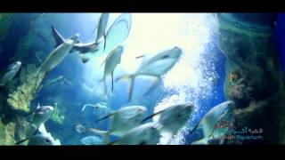 Fakieh Aquarium Documentary [upl. by Forta]