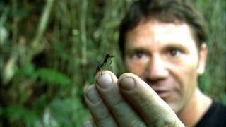 Worlds Biggest Ant  Bullet Ant  Deadly 60  BBC Earth [upl. by Morez500]