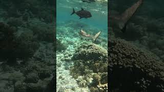 Underwater Harmony Exploring Pitis Coral Gardens with Blacktip Sharks and Reef Fish [upl. by O'Donnell]