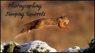 Red Squirrel Jumping  Wildlife Photography without a hide [upl. by Wolfy]