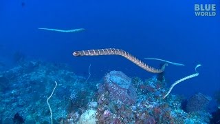 Sea Snake feeding frenzy [upl. by Knobloch]