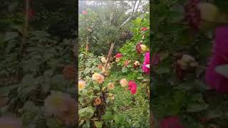 ಡೇರೆ ಹೂವಿನ ಪ್ಲಾಟ್ Dahlia flower garden dahlia flowers garden viralvideo [upl. by Enorej]