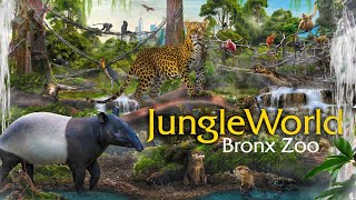 Zoo Tours JungleWorld  Bronx Zoo [upl. by Orlov]