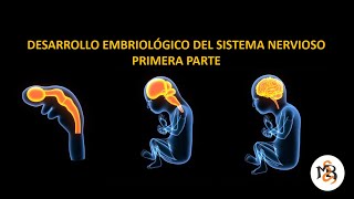 ¿Cómo Funciona el Cerebro Humano [upl. by Quenby581]