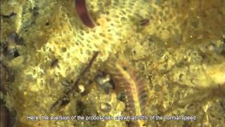 A nemertean Ribbon Worm hunting a polychaete [upl. by Ahsiel]