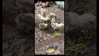 తక్కువ ఖర్చుతో కోడిపిల్లలకి బలమైన దాన Chick fast growth tipspets viralshorts chicken [upl. by Yzdnil774]