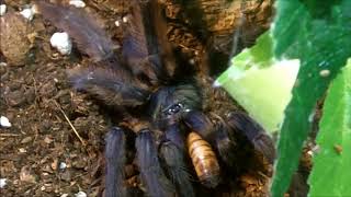 Tarantula Feeding Video 139  Part 2  More Variety [upl. by Aliuqat840]