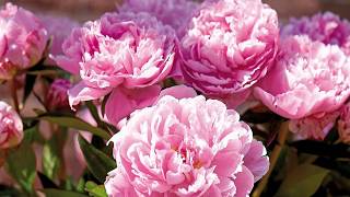 Growing Peonies from seed Paeonia [upl. by Dronski155]