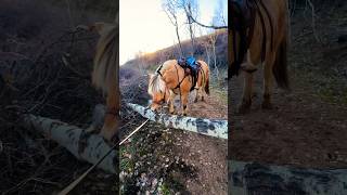 A young Norwegian Fjord horse discovering his potential horse norwegianfjordhorse fjordhorse [upl. by Redwine]