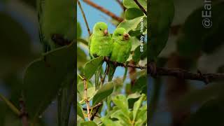 A preening pair of parakeets [upl. by Eihcra151]