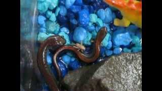 Feeding A Redback Salamander [upl. by Torie]